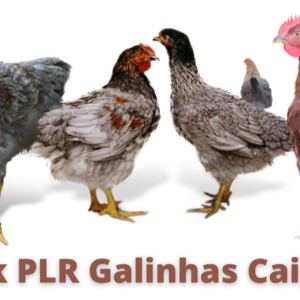 Ebook PLR Galinhas Caipiras